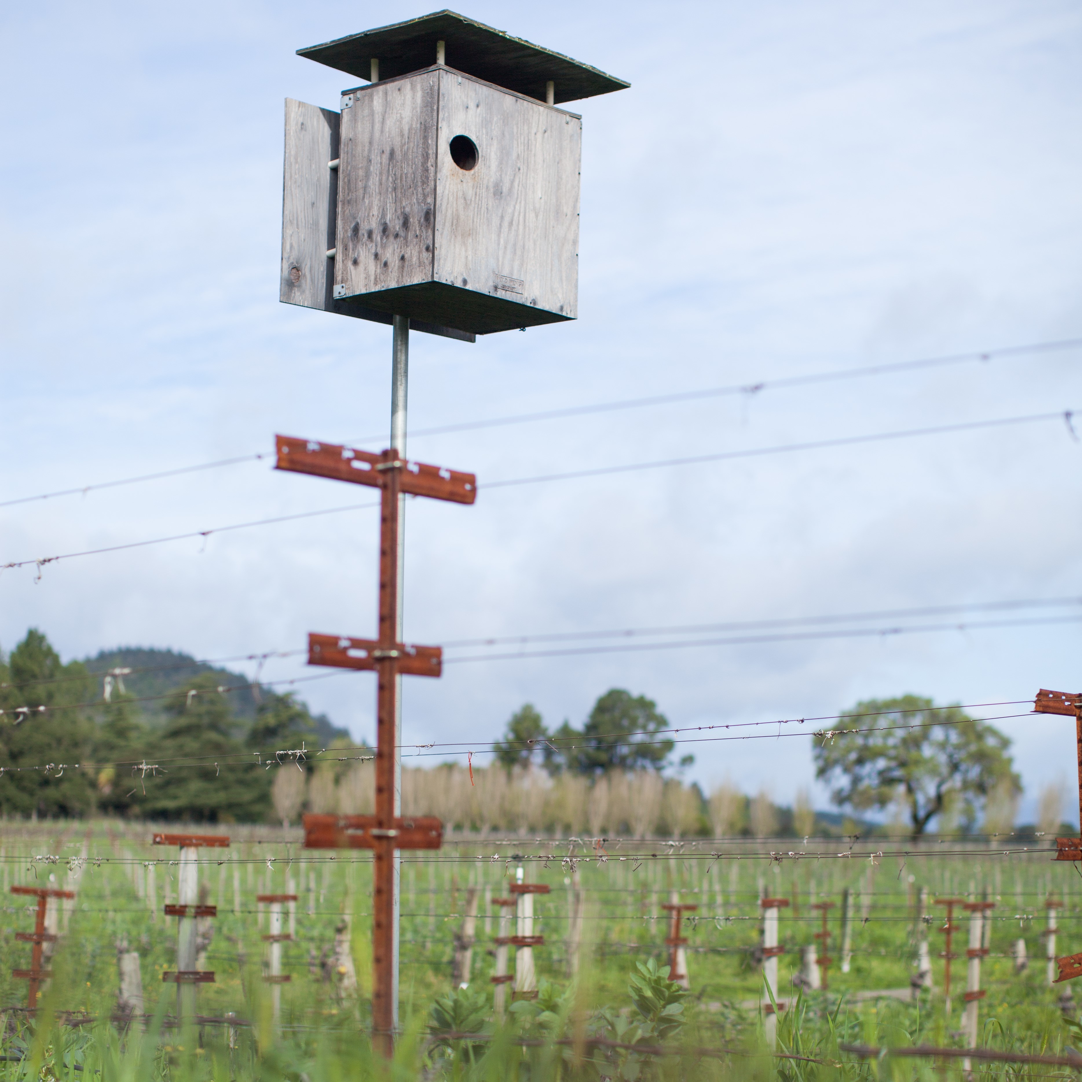 Owl and raptor boxes at Far Niente square